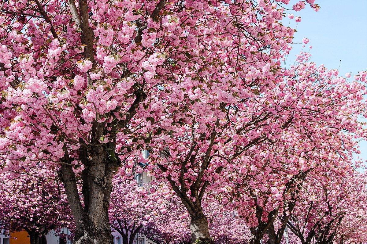 Heerstrasse cherry blossoms in full bloom in Bonn