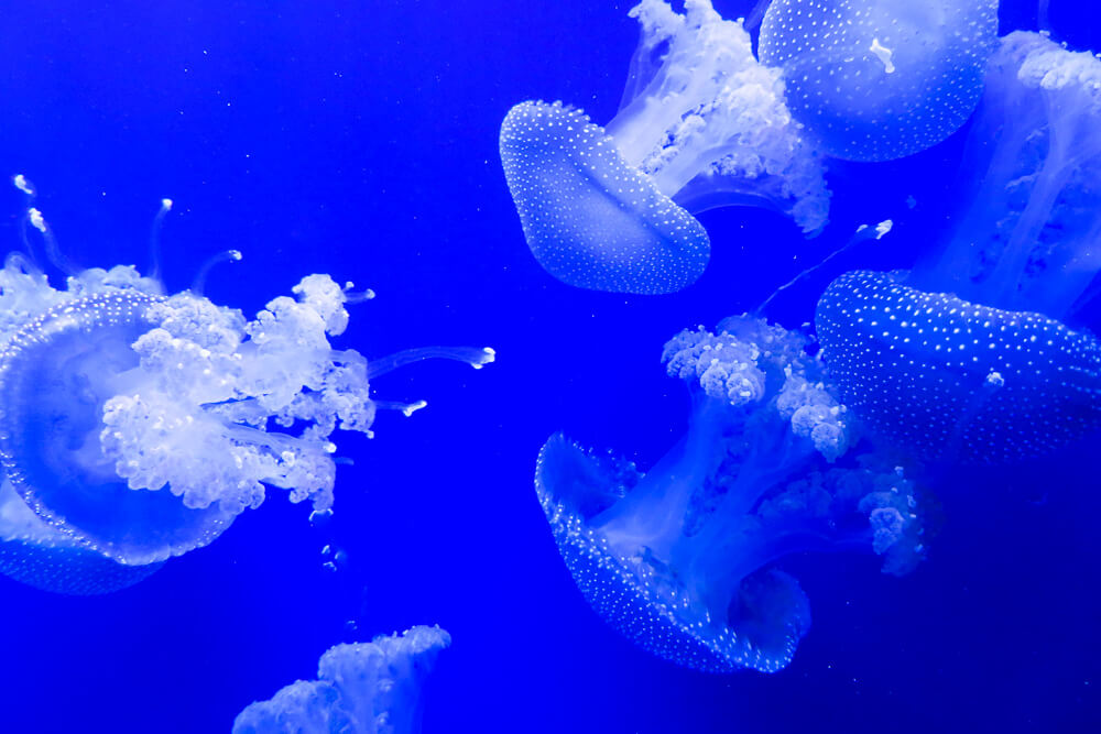 Seville Aquarium Jellyfish